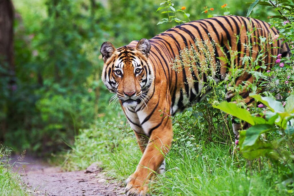 Similipal National Park tiger safari in Odisha forest